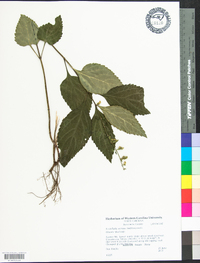 Scutellaria serrata image