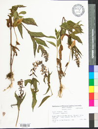 Stachys clingmanii image