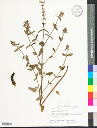 Stachys floridana image