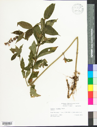 Stachys latidens image