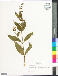 Stachys latidens image