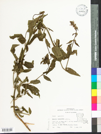 Stachys tenuifolia image