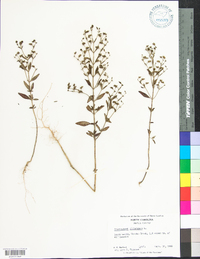 Trichostema dichotomum image