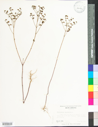 Trichostema dichotomum image