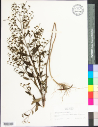 Trichostema dichotomum image