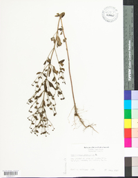 Trichostema dichotomum image