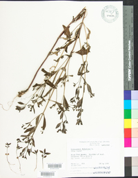 Trichostema dichotomum image