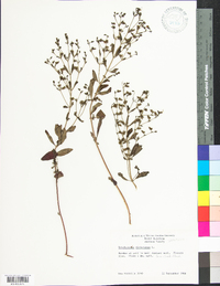 Trichostema dichotomum image