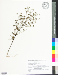 Trichostema dichotomum image