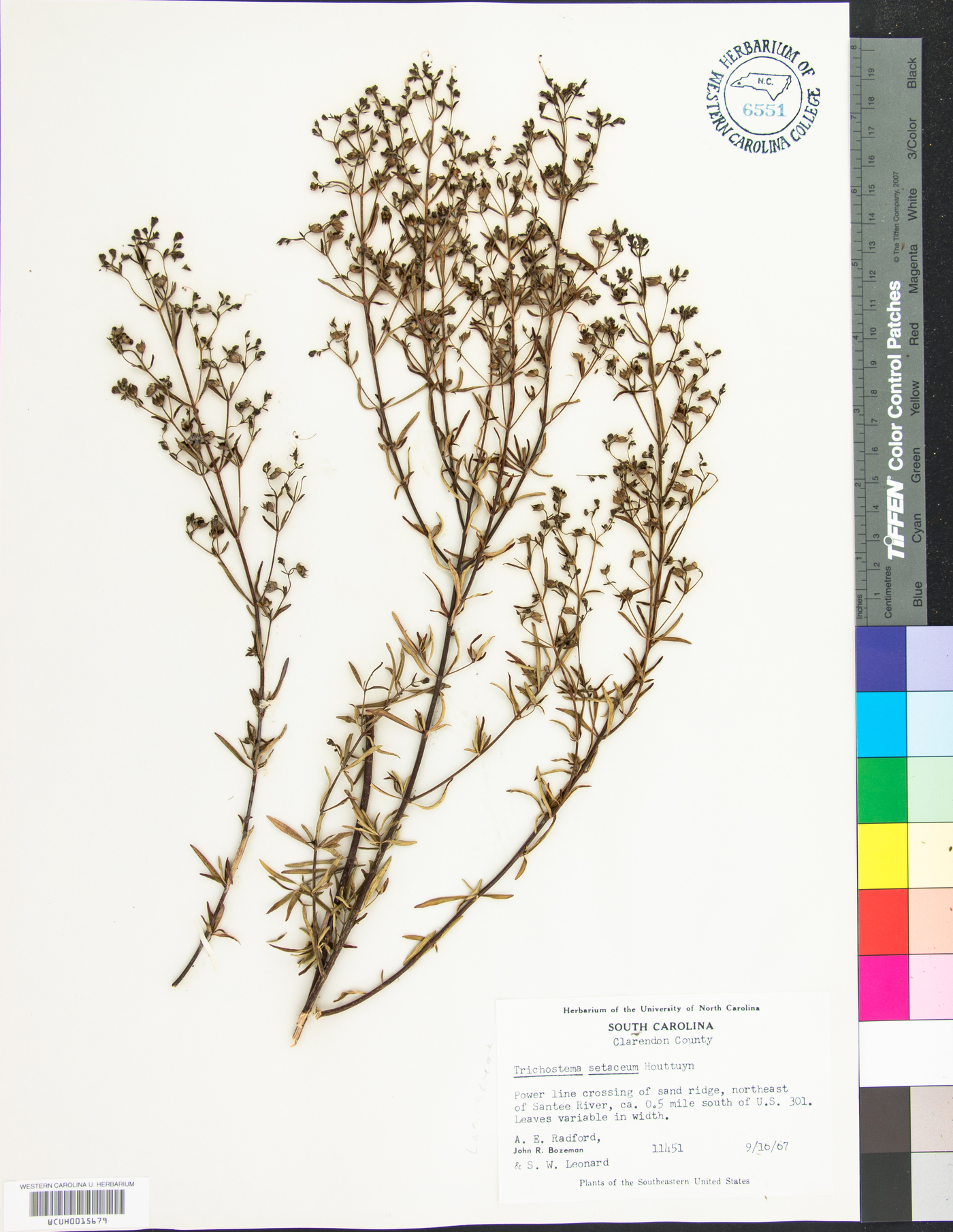 Trichostema setaceum image