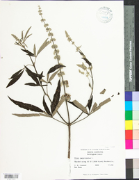 Vitex agnus-castus image