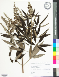 Vitex agnus-castus image