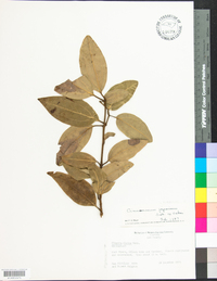 Cinnamomum yabunikkei image