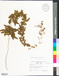 Lygodium palmatum image