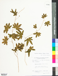 Lygodium palmatum image