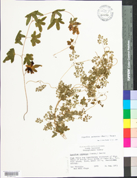 Lygodium palmatum image