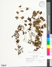 Lygodium palmatum image