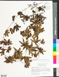 Lygodium palmatum image