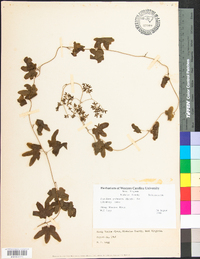 Lygodium palmatum image