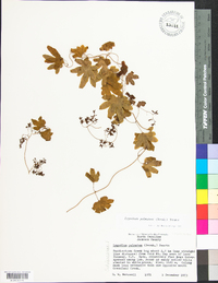 Lygodium palmatum image