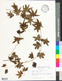 Lygodium palmatum image