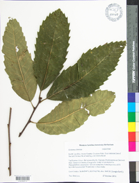 Castanea dentata image