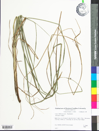 Carex biltmoreana image