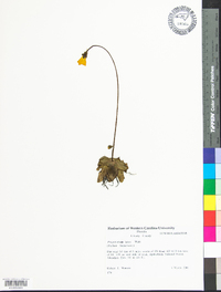 Pinguicula lutea image