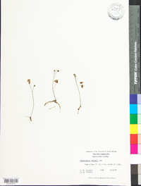 Utricularia gibba image