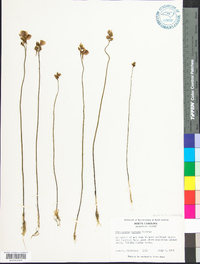 Utricularia cornuta image