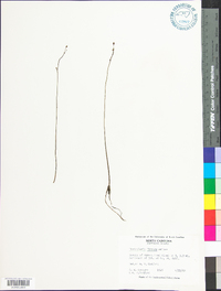 Utricularia gibba image