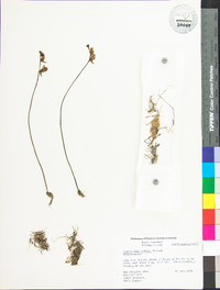 Utricularia cornuta image