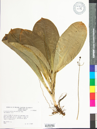 Clintonia borealis image