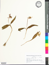 Erythronium umbilicatum image