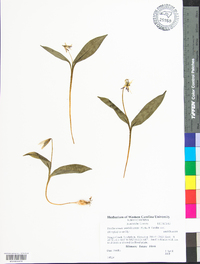 Erythronium umbilicatum image