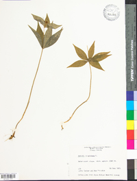 Medeola virginiana image