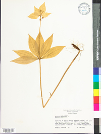 Medeola virginiana image