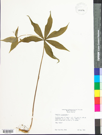 Medeola virginiana image