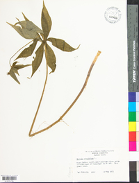 Medeola virginiana image