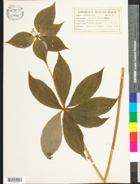 Medeola virginiana image