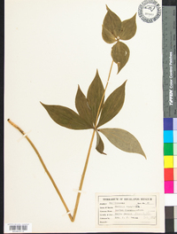 Medeola virginiana image