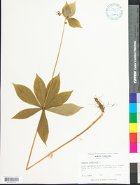 Medeola virginiana image