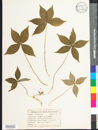 Medeola virginiana image