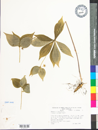 Medeola virginiana image