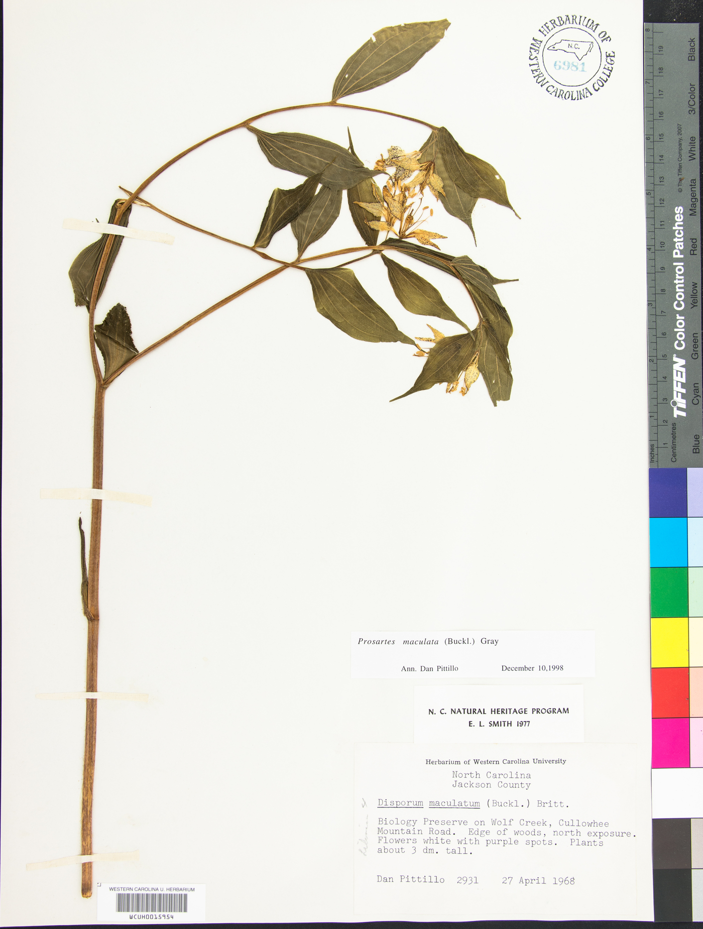 Prosartes maculata image