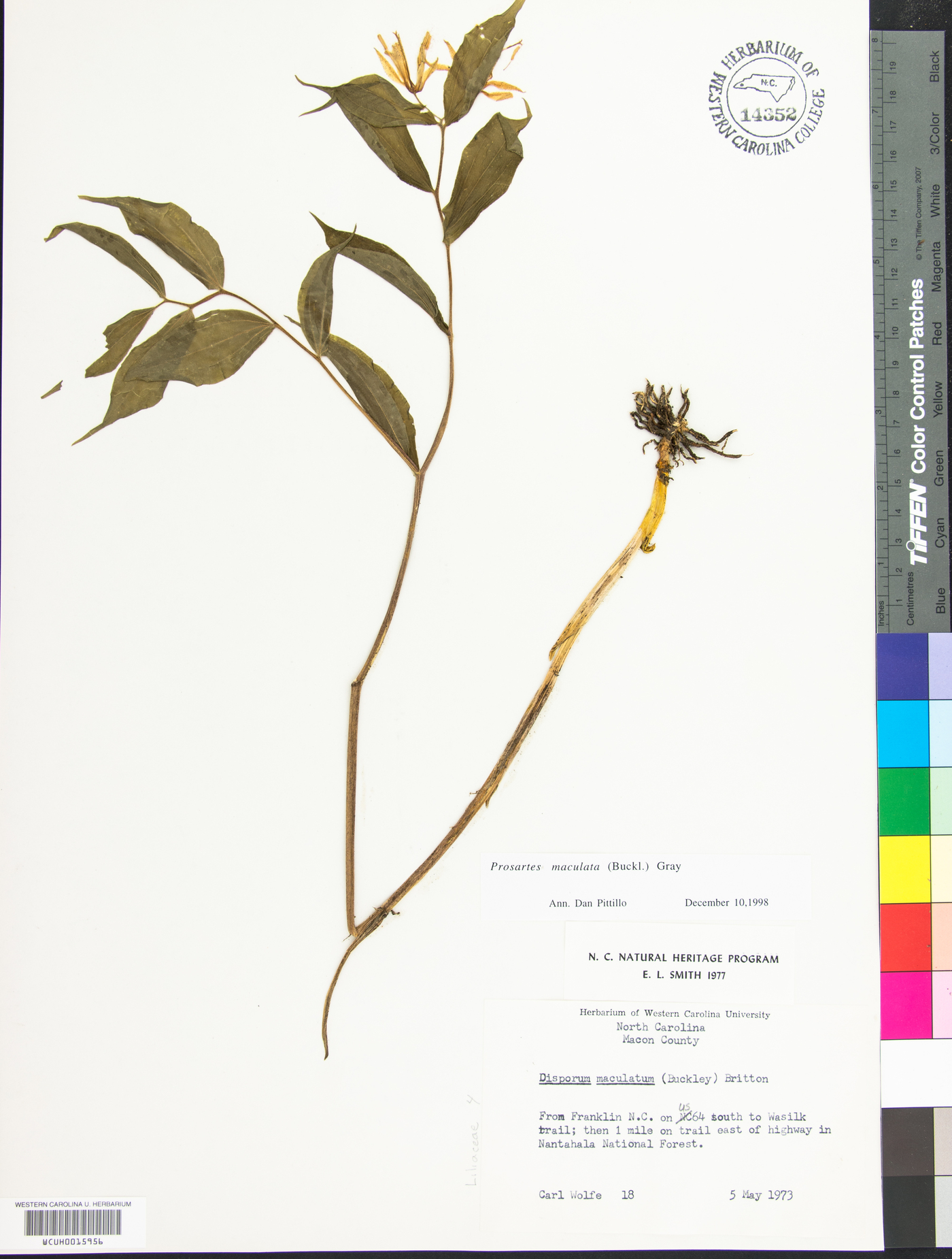 Prosartes maculata image