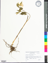 Prosartes maculata image