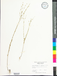 Linum virginianum var. floridanum image