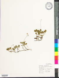 Linnaea borealis image