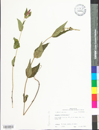 Spigelia marilandica image
